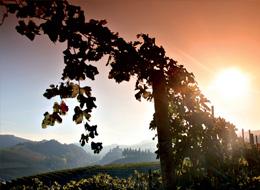 Vineyard - photo by Davide Dutto - Archive Ente Turismo Alba Bra Langhe Roero